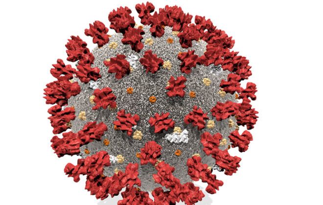 Image of covid virus